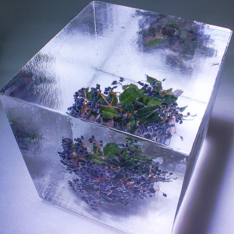 Eisskulpturen_eingefrorene Blumen