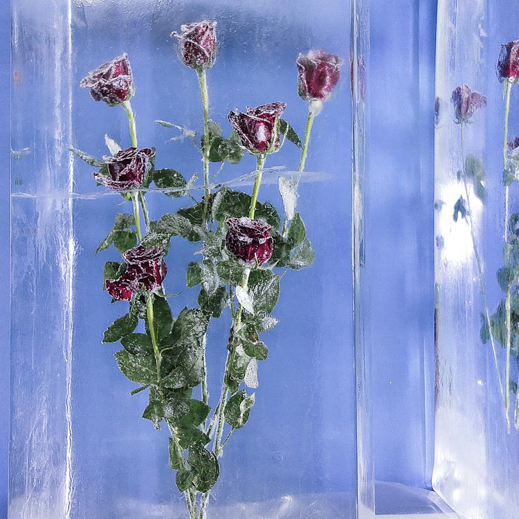 Eisskulpturen_eingefrorene Blumen Rosen