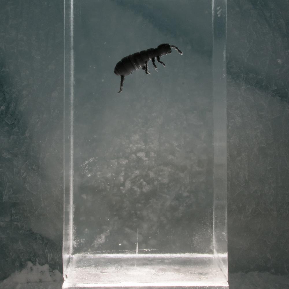 eisskulpturen.ch Allalin Saas-Fee